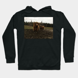 Scottish Highland Cattle Bulls 2174 Hoodie